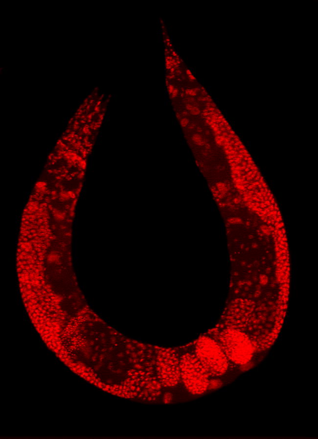 C. Elegan